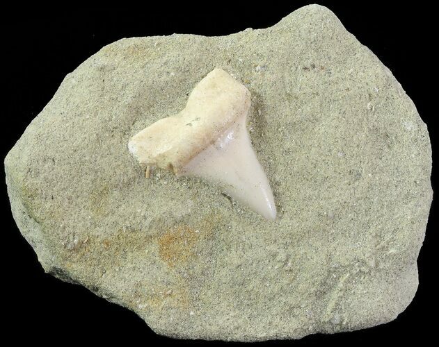 Mako Shark Tooth Fossil On Sandstone - Bakersfield, CA #68993